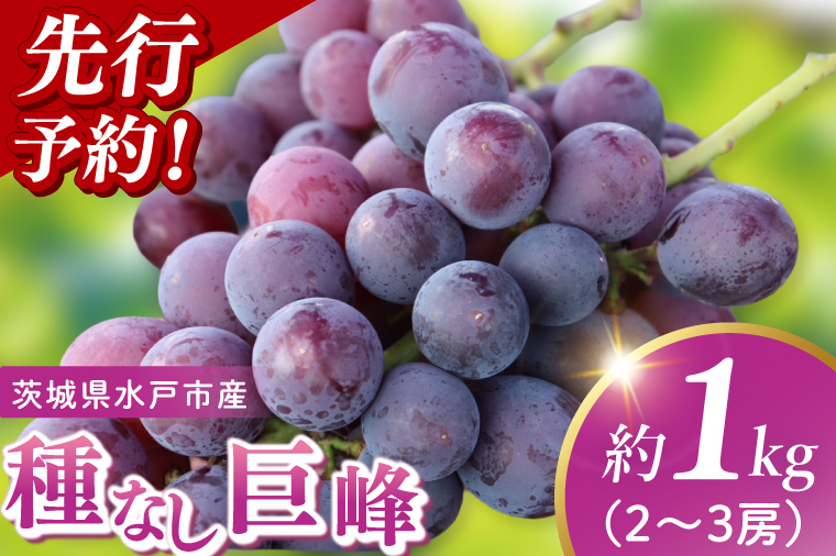 【9月上旬より順次発送】【数量限定】種なし巨峰 約1キロ（2～3房）【巨峰 ブドウ ぶどう フルーツ 果物 くだもの 濃厚 種なし 水戸市 茨城県】（MA-2）
