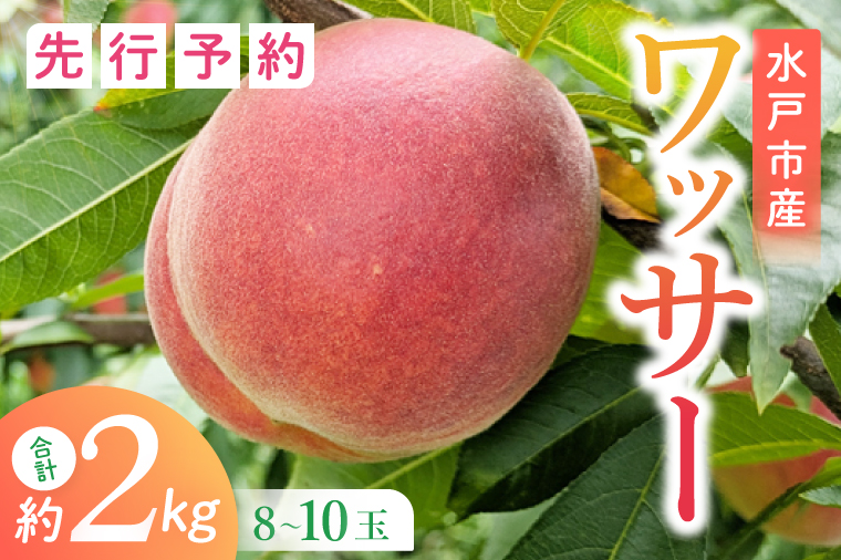【2026年8月上旬より順次発送】【数量限定】希少品種！ワッサー 約２キロ（8-10個）【フルーツ 果物 桃 ネクタリン くだもの デザート おやつ 水戸市 茨城県】（MA-3）