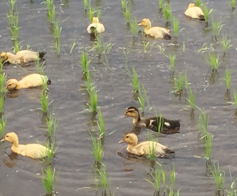 C-35 アイガモ米糀の甘酒　3本セット【 甘酒 茨城県 日立市 】
