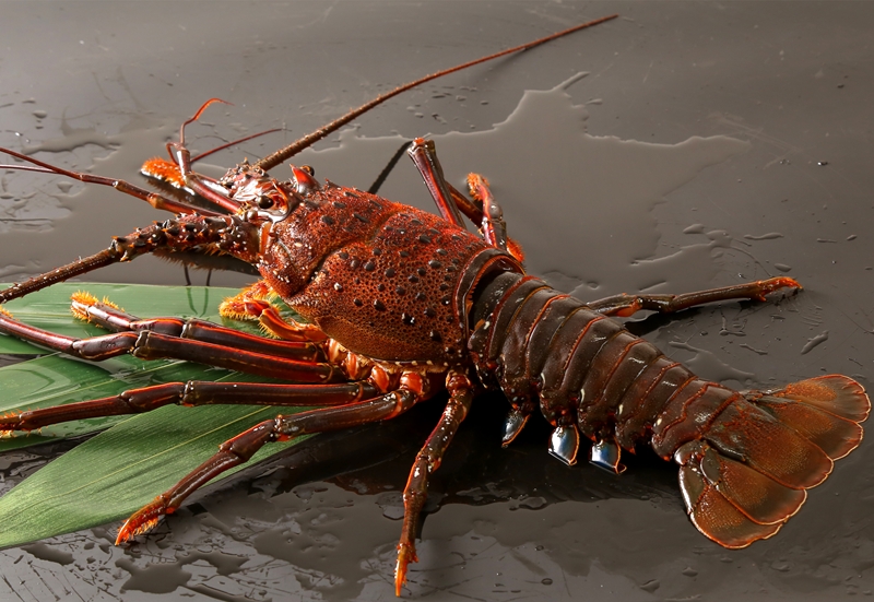 茨城県ブランド！特大『常陸乃国いせ海老』と「常陸牛」会席付　１泊２食ペア宿泊券【 茨城県 日立市 】