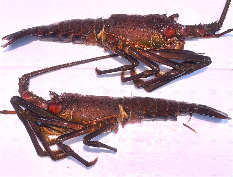 【茨城県産ブランド】常陸乃国いせ海老ステーキ【 伊勢海老 茨城県 日立市 】