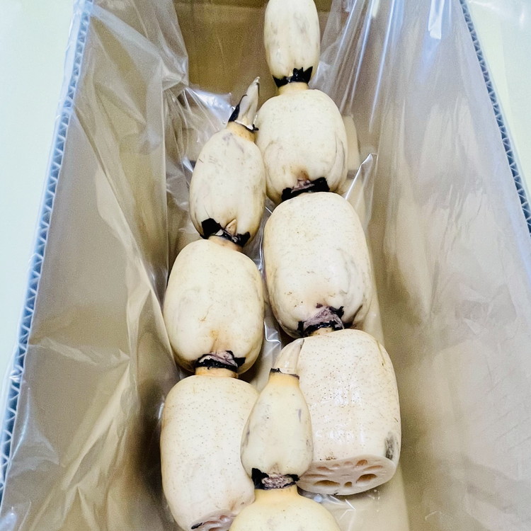 農園採れたて 地からレンコン 2kg ｜ 産地直送 茨城県 土浦市産 れんこん 蓮根 シャキシャキ ※離島への配送不可