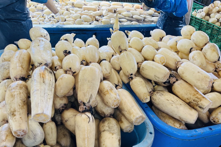 【訳あり】土浦市産 れんこん 2㎏　味で勝負！タップリ大満足！ すずき蓮根農園のご家庭用れんこん「竹 2キロ」 ｜ 産地直送 茨城県 レンコン 蓮根 野菜 シャキシャキ ※離島への配送不可 ※2026年1月上旬頃より順次発送予定