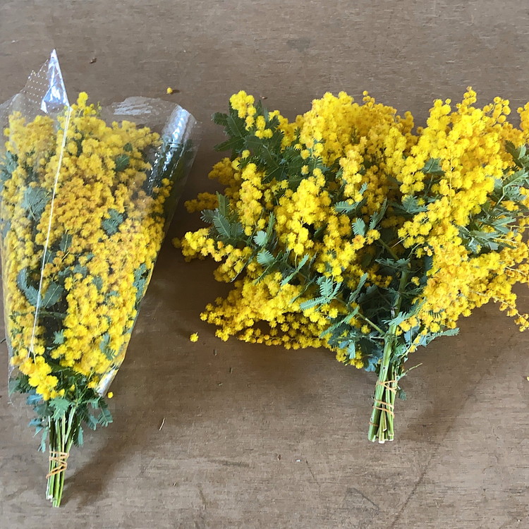ミモザのブーケ 10本セット ※2026年3月中旬～4月中旬頃に順次発送予定 ※離島への配送不可