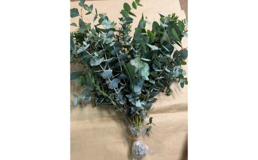 ユーカリ、アカシアのブーケ 12本セット ※2026年10月上旬～11月下旬頃に順次発送予定 ※離島への配送不可