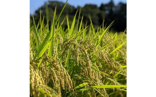 お米屋が厳選した 農家単一の茨城県産 ミルキークイーン 5kg ※離島への配送不可 ※2026年1月下旬～8月下旬頃に順次発送予定