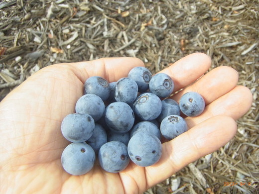 大粒冷凍ブルーベリー1kg ※離島への配送不可