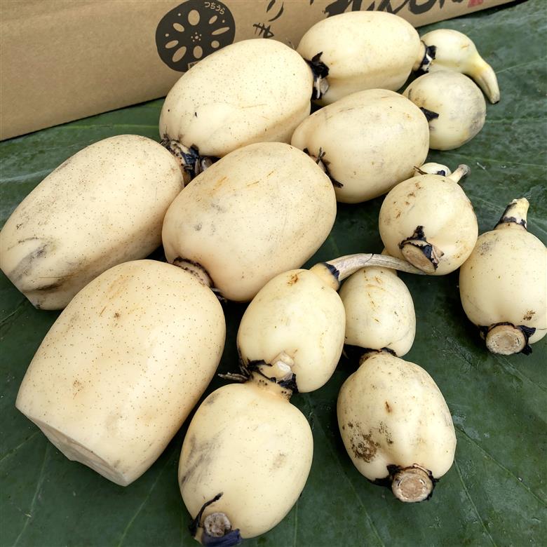 鈴木農園のれんこん親子ギフト 3kg ※離島への配送不可 ※2025年12月下旬～2026年4月上旬頃に順次発送予定