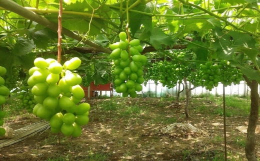 粒ぶどう シャインマスカット 約1.4kg（350g×4P）　※離島への配送不可　※2025年9月中旬～10月下旬頃に順次発送予定