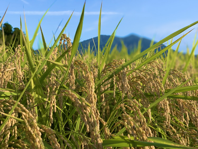 コシヒカリ 精米5kg 亀熊米 令和7年産 【茨城県共通返礼品　桜川市産】 ｜ 茨城県産 白米 米 コメ ※離島への配送不可