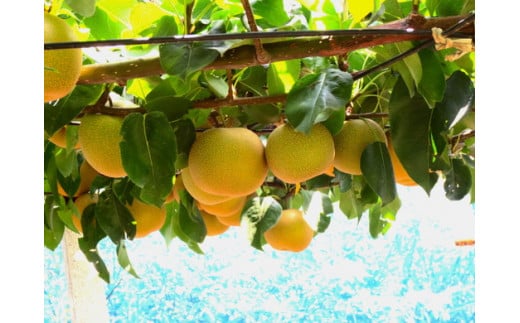 【先行予約】幸水約3kg（8～9個入り） ※2025年8月中旬～8月下旬頃に順次発送予定【茨城県産】※離島への配送不可