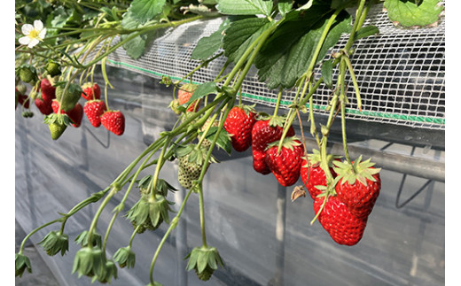 いちご狩り大人入園券2枚セット◇　※離島への配送不可