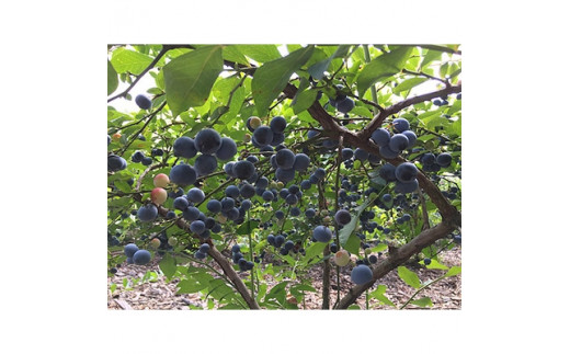 【先行予約】茨城県土浦市産の生ブルーベリー プレミアム大粒 約1kg(3パックで1kg以上)｜茨城県土浦市にある自然循環型農園くぬぎ野ふぁーむで手塩にかけたブルーベリーは大粒で濃厚な味の実をつけてくれます。栽培期間中農薬不使用 ※配送不可地域：離島
