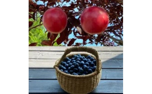 手作りブルーベリーマフィン6個&三色ゼリー8個セット【配送不可地域：離島】