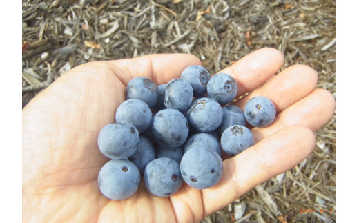大粒 ブルーベリー食べ比べセット (C) 農薬不使用
※離島への配送不可
※着日指定不可