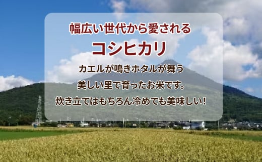 【定期便4ヶ月】令和7年産　土浦市産コシヒカリ　精米10kg　ホタルが舞う里のお米※離島への配送不可　※2025年9月中旬頃より発送開始