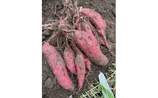 生芋　20kg　S～Lサイズ混合　2箱 いも長 | さつまいも いも 生いも 紅はるか 国産　※離島への配送不可　※2025年12月下旬頃より順次発送予定