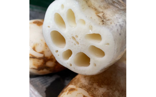 【数量限定】野口れんこん 茨城県産 ハウス蓮根 2kg｜希少 ハウスれんこん ハウスレンコン シャキシャキ ※2024年6月上旬～6月下旬頃に順次発送予定 ※離島への配送不可