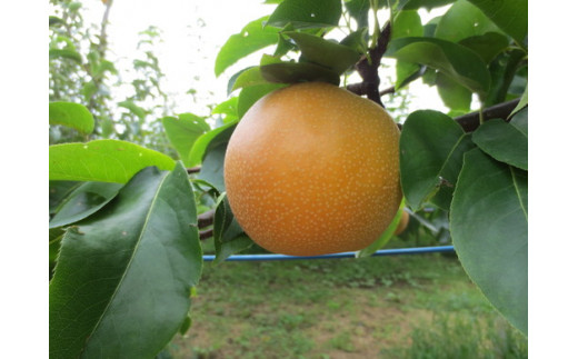 【先行予約】豊水約5kg（8～14個入り） ※2025年8月下旬～9月上旬頃に順次発送予定【茨城県産】※離島への配送不可