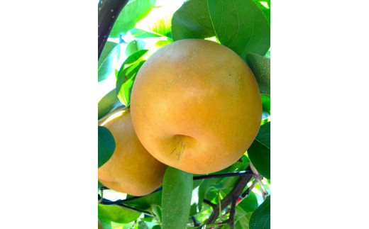 【先行予約】新高約5kg（5～8個入） ※2025年9月中旬～9月下旬頃に順次発送予定【茨城県産】※離島への配送不可