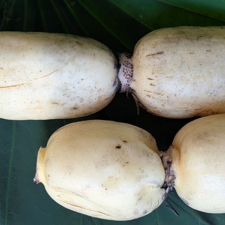 【訳あり】土浦市産 れんこん 2㎏　味で勝負！タップリ大満足！ すずき蓮根農園のご家庭用れんこん「竹 2キロ」 ｜ 産地直送 茨城県 レンコン 蓮根 野菜 シャキシャキ ※離島への配送不可 ※2026年1月上旬頃より順次発送予定