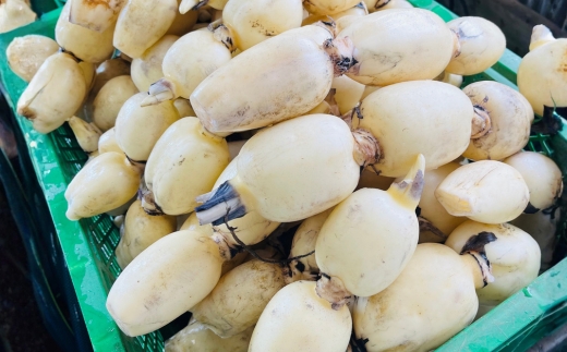 「ご当地冷凍食品アワード2025-2026」金賞受賞！！ シャキ！うまっ！れんこん餃子（40個） ｜ 茨城県 レンコン 蓮根 野菜 シャキシャキ 冷凍 食品 惣菜 中華 ぎょうざ ギョウザ ※2026年3月上旬～3月下旬頃に順次発送予定 ※離島への配送不可