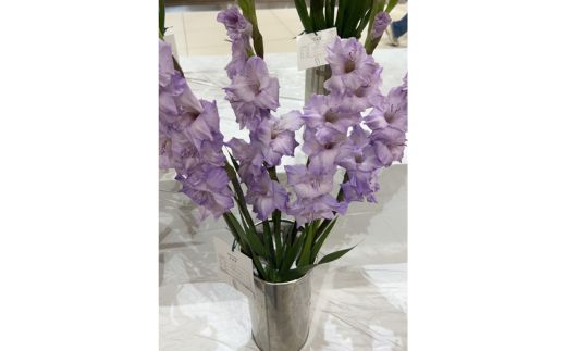 グラジオラスの花束 10本セット ※2026年6月上旬～7月上旬頃に順次発送予定 ※離島への配送不可