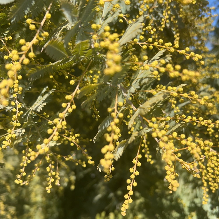 ミモザのブーケ 10本セット ※2026年3月中旬～4月中旬頃に順次発送予定 ※離島への配送不可