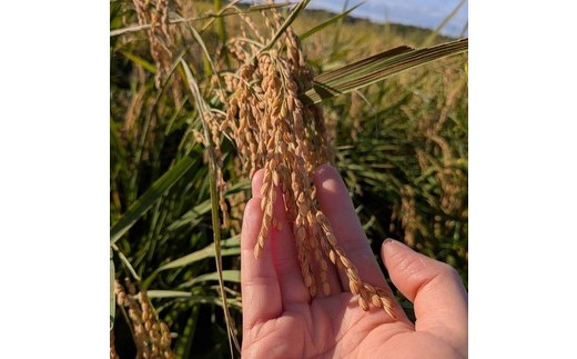 お米屋が厳選した 茨城県産 こしひかり 5kg ※離島への配送不可 ※2026年1月下旬～8月下旬頃に順次発送予定