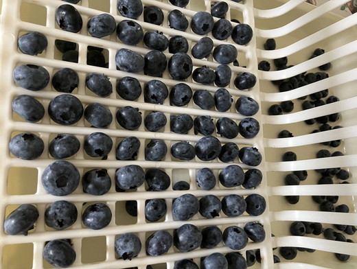 大粒冷凍ブルーベリー1kg ※離島への配送不可