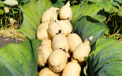 こだわりのレンコン2kg | ギフト 産地直送 茨城県 土浦市産 れんこん 蓮根 シャキシャキ 甘み 送料無料　※離島への配送不可　※2025年9月上旬頃より順次発送予定