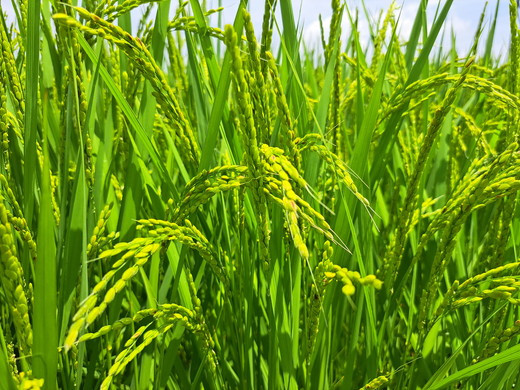 【令和7年産】訳あり コシヒカリ 中米 精米 10kg【茨城県共通返礼品　美浦村産】｜ 規格外 こしひかり 白米 ※離島への配送不可