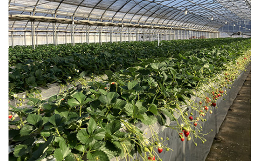 いちご狩り大人入園券2枚セット◇　※離島への配送不可
