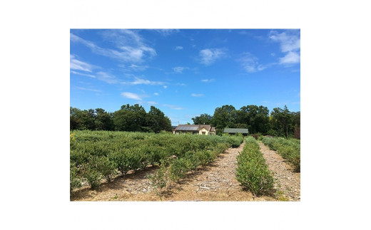 【先行予約】茨城県土浦市産の生ブルーベリー プレミアム大粒 約1kg(3パックで1kg以上)｜茨城県土浦市にある自然循環型農園くぬぎ野ふぁーむで手塩にかけたブルーベリーは大粒で濃厚な味の実をつけてくれます。栽培期間中農薬不使用 ※配送不可地域：離島