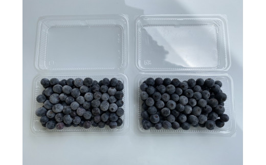 大粒 ブルーベリー食べ比べセット (B) 農薬不使用※離島への配送不可※着日指定不可