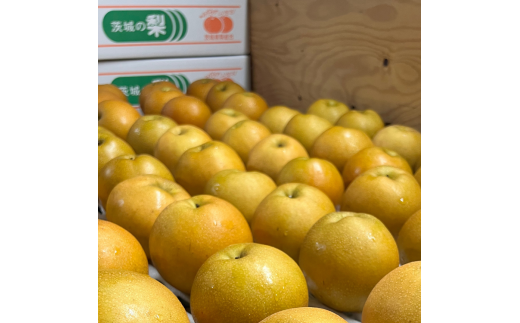 茨城県産【新高梨】約5kg【茨城県共通返礼品　かすみがうら市産】※2025年9月中旬～12月下旬頃に順次発送予定 ※離島への配送不可