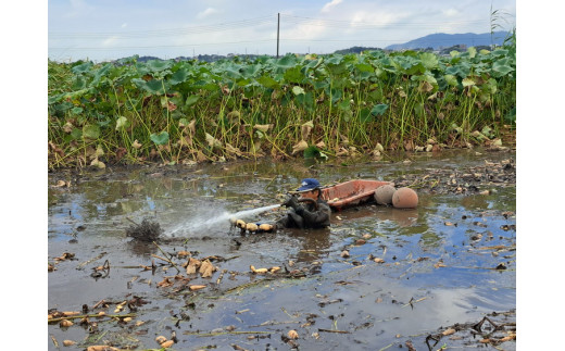 【先行予約】レンコン 2kg【新れんこん】 ◇ ｜ 収穫仕立て 産地直送 れんこん 蓮根 蓮 甘み シャキシャキ 茨城県 土浦市産 ※離島への配送不可 ※2025年9月上旬頃より順次発送予定