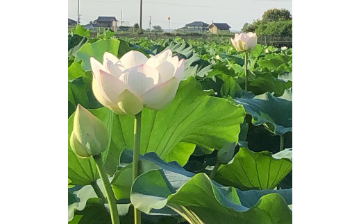 野口れんこん 茨城県産 極上無漂白蓮根2kg | 茨城県 蓮根 れんこん レンコン ハス 根菜 シャキシャキ 甘い 産地直送 産直　※離島への配送不可　※2024年7月中旬頃より順次発送予定