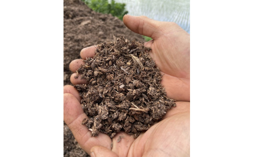 【先行予約】茨城県産シャインマスカット【約1.5キロ】 ※2025年9月中旬～10月下旬頃に順次発送予定