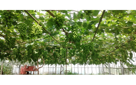 【先行予約】シャインマスカットと食べ比べセット【約1.5キロ】 ※2025年9月中旬～10月下旬頃に順次発送予定