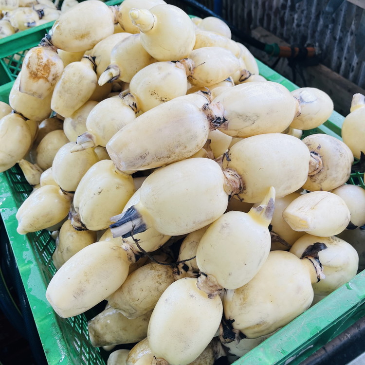 土浦市産 れんこん 1.2㎏　使いやすい小玉れんこん！ すずき蓮根農園の口福れんこん「松の小箱」 ｜ 産地直送 茨城県 レンコン 蓮根 野菜 シャキシャキ ※離島への配送不可 ※2026年1月上旬頃より順次発送予定