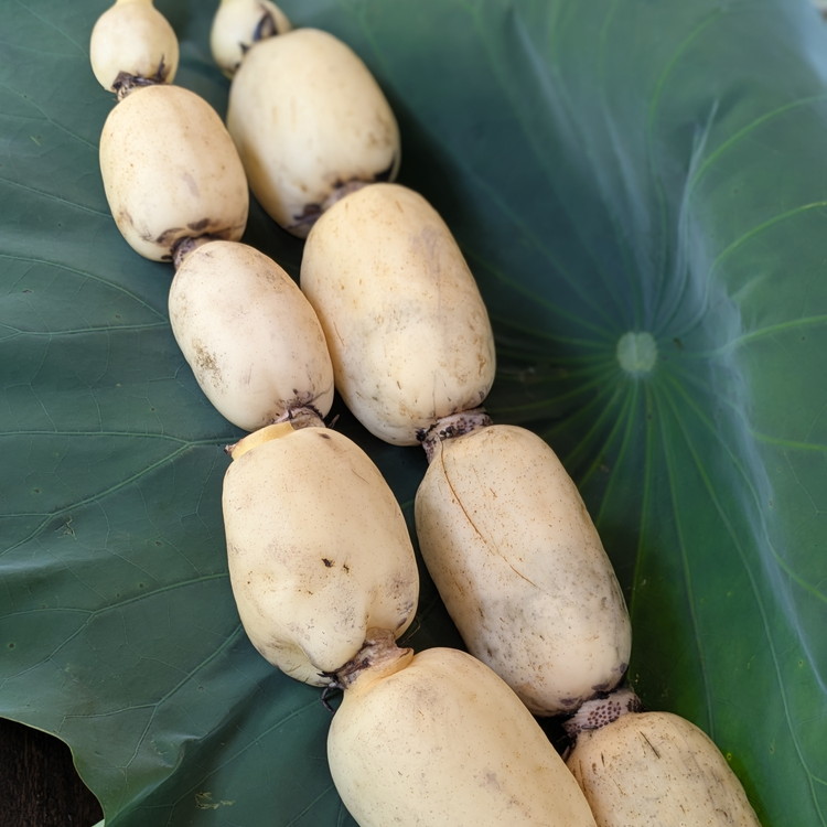 【訳あり】土浦市産 れんこん 2㎏　味で勝負！タップリ大満足！ すずき蓮根農園のご家庭用れんこん「竹 2キロ」 ｜ 産地直送 茨城県 レンコン 蓮根 野菜 シャキシャキ ※離島への配送不可 ※2026年1月上旬頃より順次発送予定