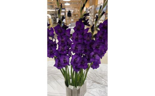 グラジオラスの花束 15本セット ※2026年6月上旬～7月上旬頃に順次発送予定 ※離島への配送不可