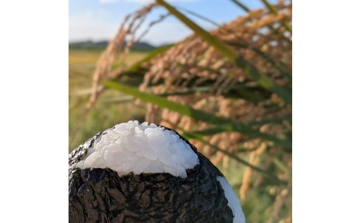 お米屋が厳選した 茨城県産 にじのきらめき 5kg ※離島への配送不可 ※2026年1月下旬～8月下旬頃に順次発送予定
