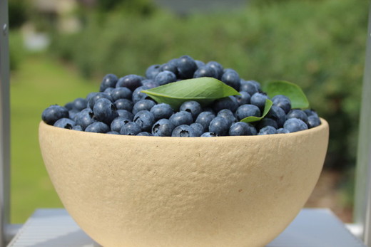 手作りブルーベリーマフィン6個入り ※離島への配送不可