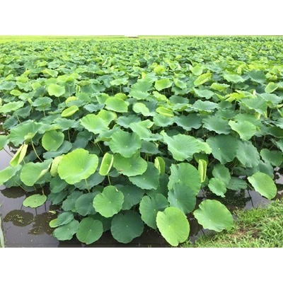 鈴木農園のれんこん親子ギフト 3kg ※離島への配送不可 ※2025年12月下旬～2026年4月上旬頃に順次発送予定