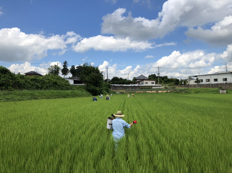 コシヒカリ 精米5kg 亀熊米 令和7年産 【茨城県共通返礼品　桜川市産】 ｜ 茨城県産 白米 米 コメ ※離島への配送不可