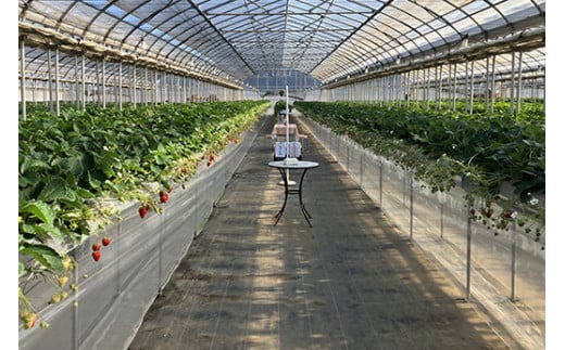 いちご狩り入園券2枚セット(大人1枚、4歳～小学生1枚)◇　※離島への配送不可