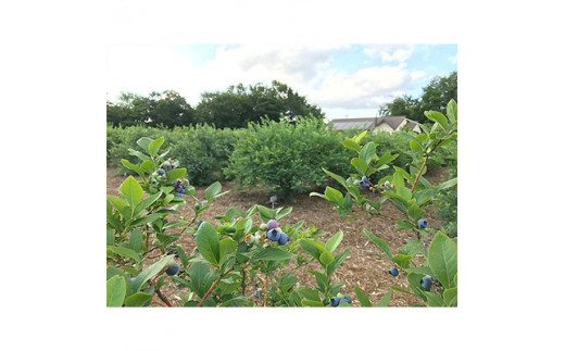 【先行予約】茨城県土浦市産の生ブルーベリー プレミアム大粒 約1kg(3パックで1kg以上)｜茨城県土浦市にある自然循環型農園くぬぎ野ふぁーむで手塩にかけたブルーベリーは大粒で濃厚な味の実をつけてくれます。栽培期間中農薬不使用 ※配送不可地域：離島