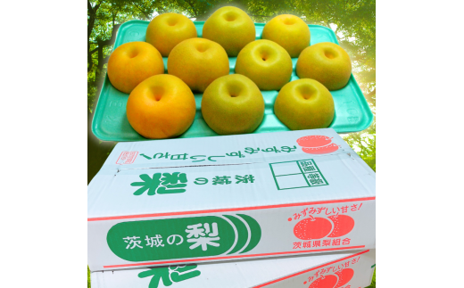 茨城県産【新高梨】約5kg【茨城県共通返礼品　かすみがうら市産】※2025年9月中旬～12月下旬頃に順次発送予定 ※離島への配送不可